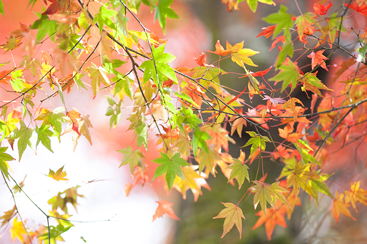 秋　結婚式　東山山荘