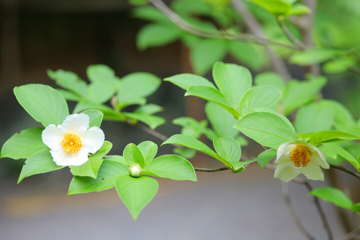 愛染倉　結婚式