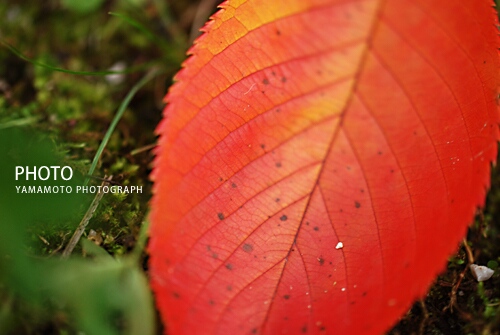 紅葉