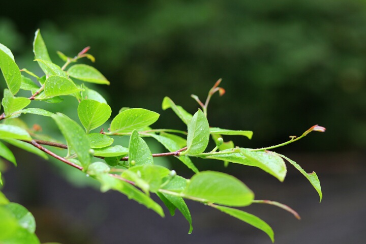 愛染倉　人前結婚式